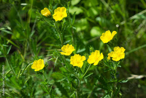 The silvery cinquefoil (lat. Potentilla argentea), of the family Rosaceae. Central Russia.
