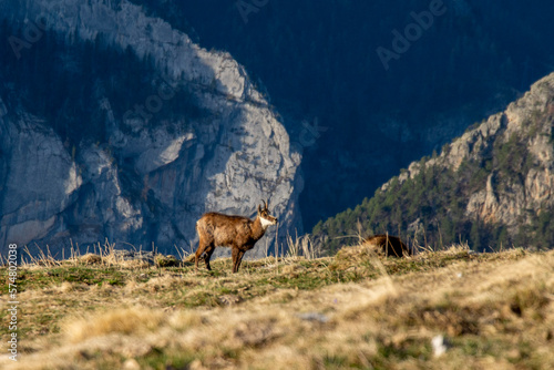 elk in the mountains