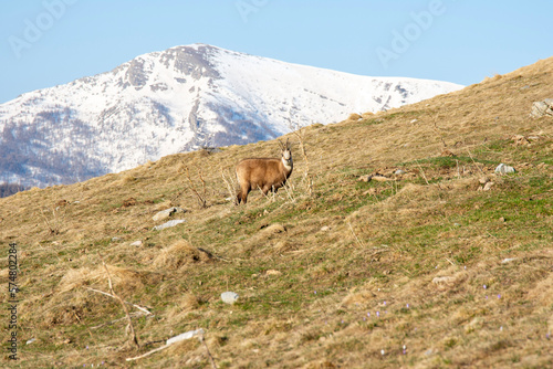mountain goat in the mountains © mirko