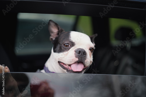 Fototapeta Naklejka Na Ścianę i Meble -  Boston Terrier dog with her head looking out of a rear car window. Her paw is on the open window.