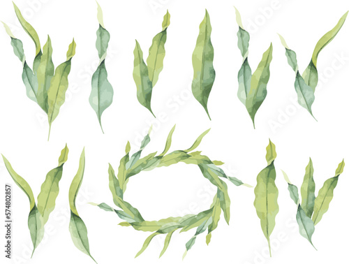 Vector laminaria. Hand painted underwater kelp floral illustration with algae leaves branch in watercolor style isolated on white background. Seaweed for design, fabric or print