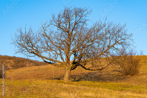 Leafless tree with swing on top of a hill in the afternoon sun