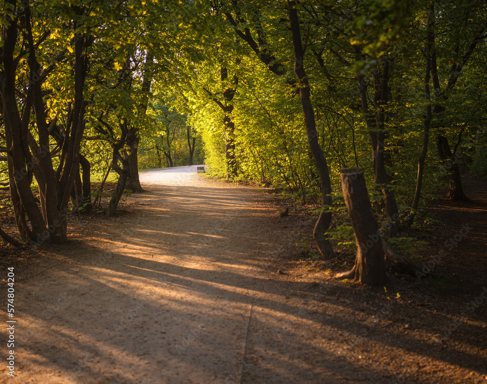 Naklejka premium Pathway with bench at Normafa, Budapest