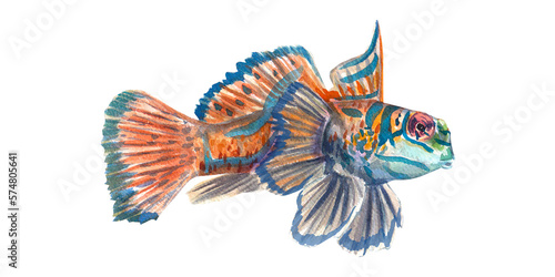 Tropical mandarin fish isolated on a white background. Watercolor illustration of exotic marine animals. Inhabitant of the barrier reef  aquariums. A bright fish. Suitable for postcards  packaging.