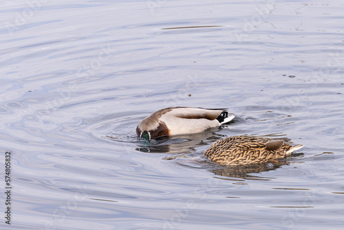 Ducks in the lagoon photo