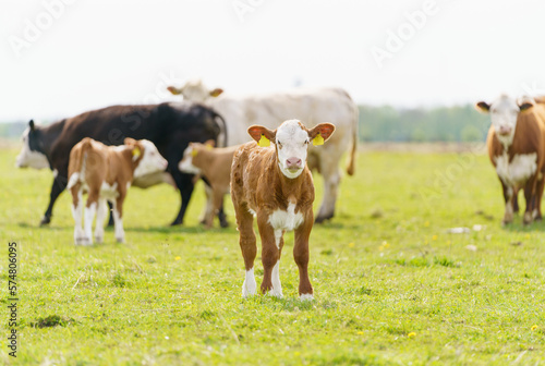 Simmental cows with calves out on grass in springtime.