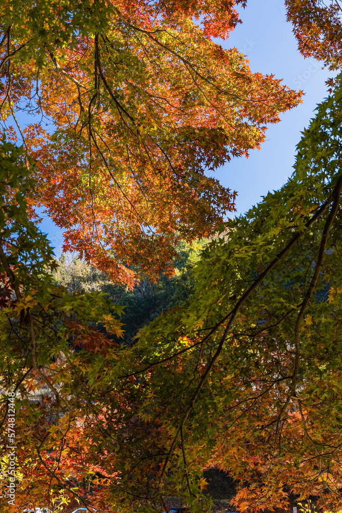 Fototapeta premium 日本 愛知県豊田市足助町の香嵐渓の紅葉
