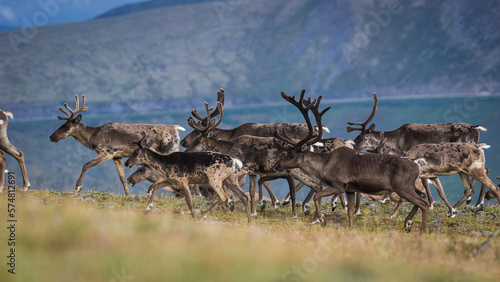 Εκτύπωση καμβά Caribou migrating herd