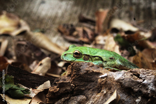 Fotografiet Una rana verde que observa su entorno