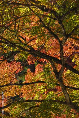 日本　愛知県豊田市足助町の香嵐渓の紅葉