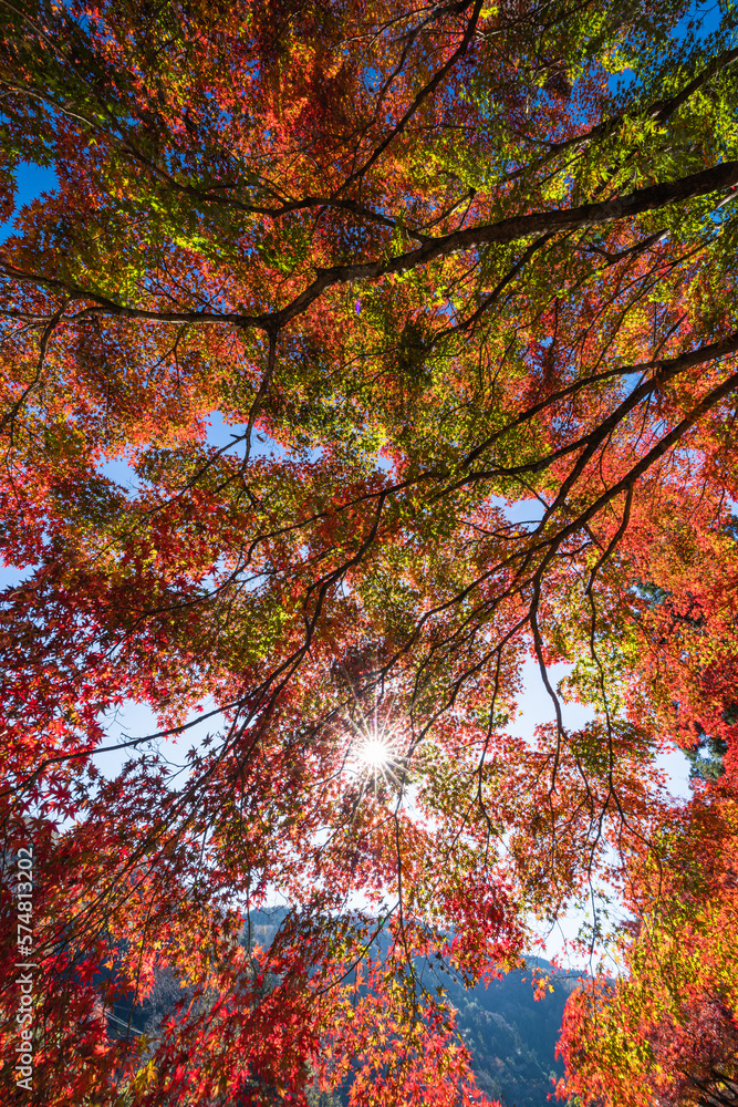 日本 愛知県豊田市足助町の香嵐渓の紅葉と木漏れ日 日本 愛知県豊田市足助町の香嵐渓の紅葉と木漏れ日
