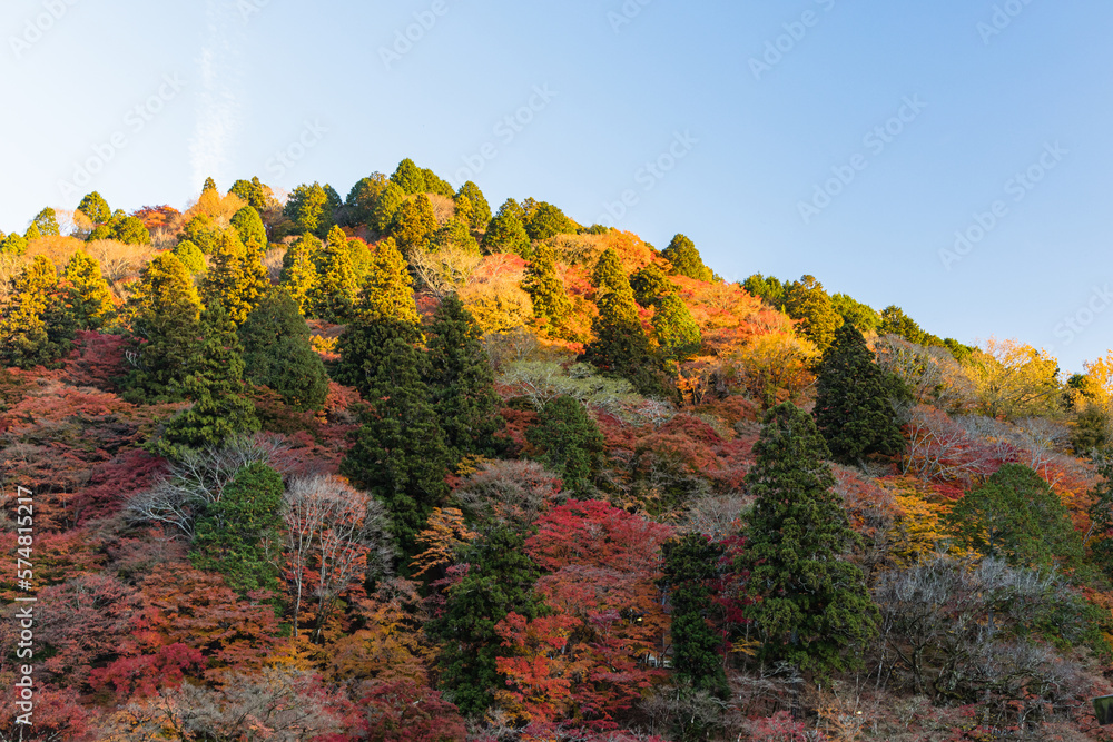 Obraz premium 日本 愛知県豊田市足助町の香嵐渓の紅葉した飯盛山