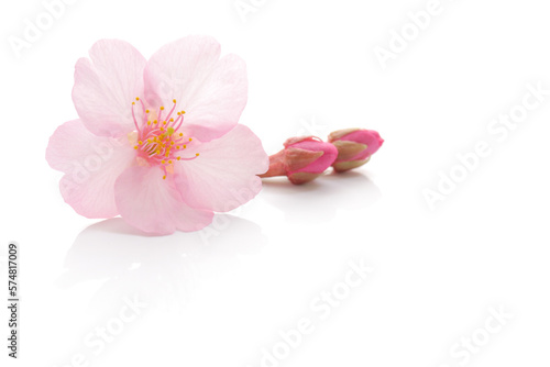 桜 花 ピンク 春 白 背景