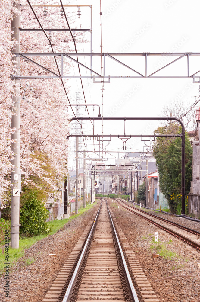 Fototapeta premium 線路沿いに咲く桜