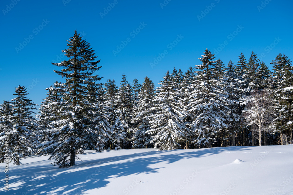 雪に覆われた高原のエゾ松トド松 雪に覆われた高原のエゾ松トド松