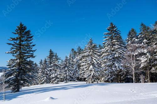雪に覆われた高原のエゾ松トド松