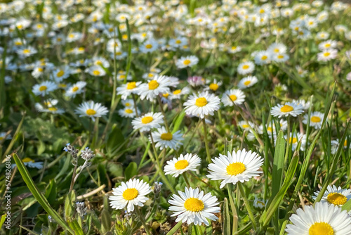 Meadow full of daisies