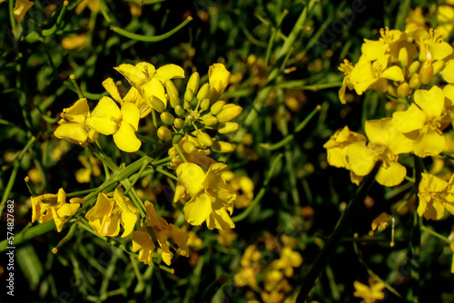 Close up blooming rapeseedin agricultural field. Rapeseed is grown for the production of animal feeds  vegetable oils and biodiesel