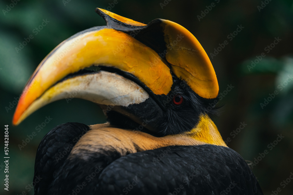 Great Hornbill (Buceros bicornis), with a beautiful green coloured background. Colourful rare bird with red feather sitting on the stone in the forest. Wildlife scene from nature, Malaysia