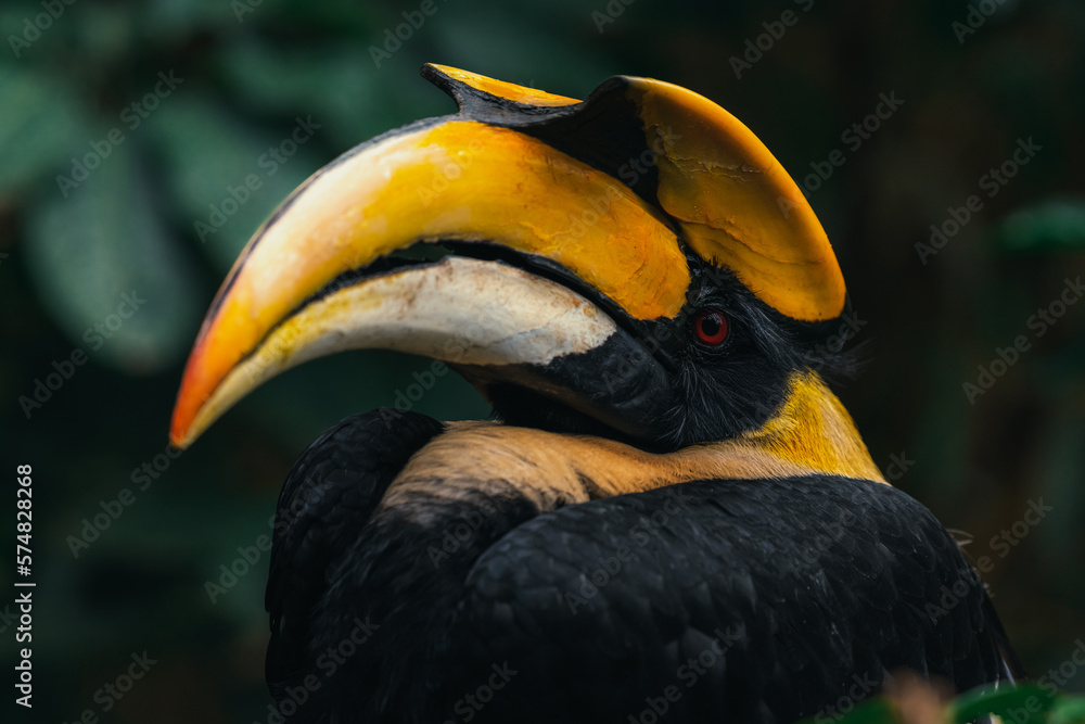 Great Hornbill male(Buceros bicornis),Bird in the nest, Beautiful jungle hornbill, wildlife scene from nature, close up side portrait Great Hornbill male(Buceros bicornis),Bird in the nest, Beautiful jungle hornbill, wildlife scene from nature, close up side portrait