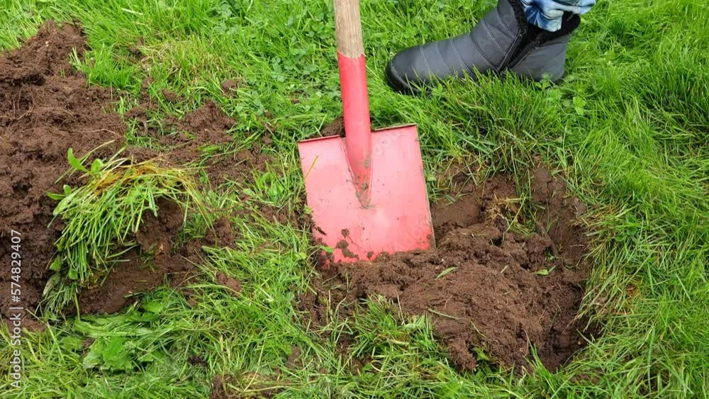 Digging the soil with a shovel.Garden work.Gardening Tools.Digging a hole in the green grass with a red shovel. Man digging a hole in the lawn for planting. 4k footage Digging the soil with a shovel.Garden work.Gardening Tools.Digging a hole in the green grass with a red shovel. Man digging a hole in the lawn for planting. 4k footage
