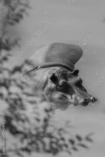 Hipopótamo nadando en el rio