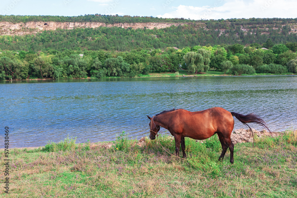 Brown horse grazing at river shore . Scenery with horse at river Brown horse grazing at river shore . Scenery with horse at river