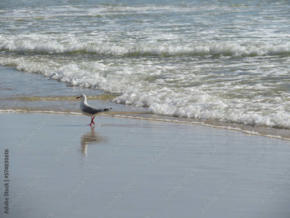Seagull walking on the seashore with the ocean waves in the background Seagull walking on the seashore with the ocean waves in the background