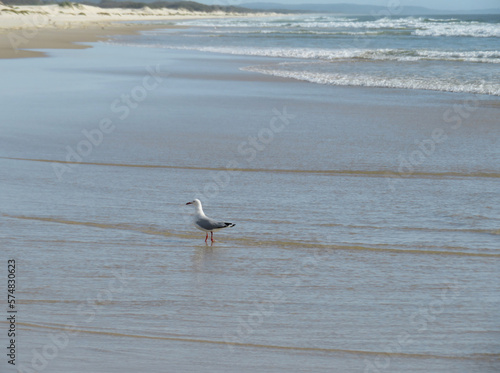 Seagull walking on the seashore with the ocean in the background