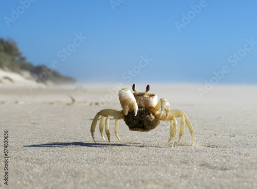 Tiny crab standing on its claws the a white sand all alone photo