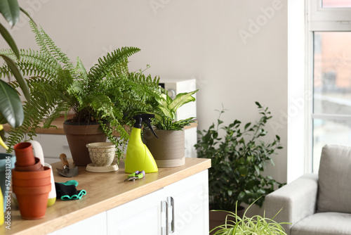 Potted houseplants with gardening tools on table in kitchen © Pixel-Shot
