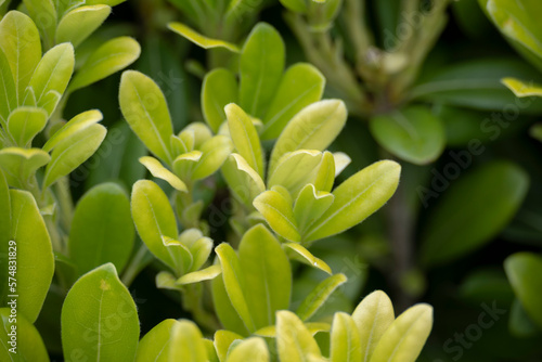 Planta Buxux microphylla nativa de Japón y Taiwán | Buxux microphylla plant native to Japan and Taiwan
