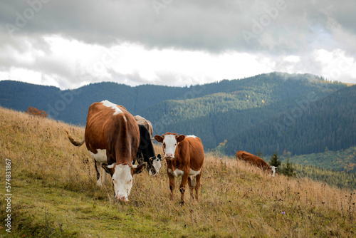 Cow with a calf grazes on a meadow in the mountains near the forest. Beautiful autumn landscape.