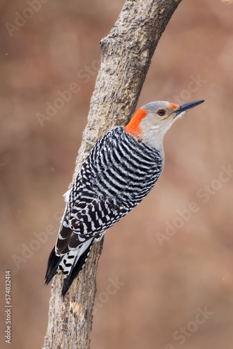 A red-bellied woodpecker female landed on a branch before starting to eat