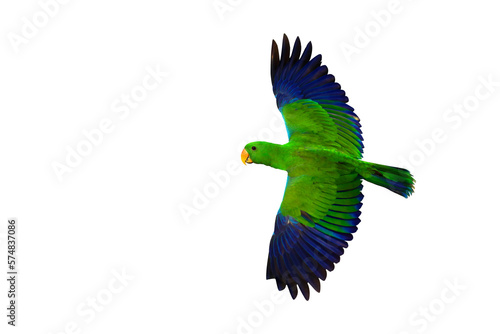 Leinwand Poster Colorful Eclectus parrot flying isolated on transparent background png file