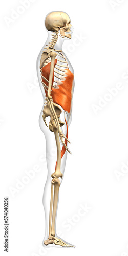 Full Body Anatomical Model of Male Lateral Power Network Muscles in Side View on White Background
