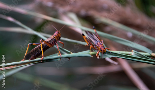 Insect pest in nature. Locust family sitting on a plant, blurred background. © Анжелика Мельничук