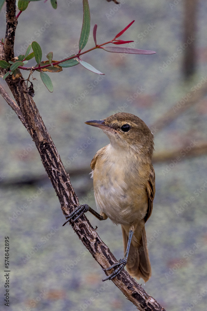 Australian Reed Warbler in Victoria Australia Australian Reed Warbler in Victoria Australia
