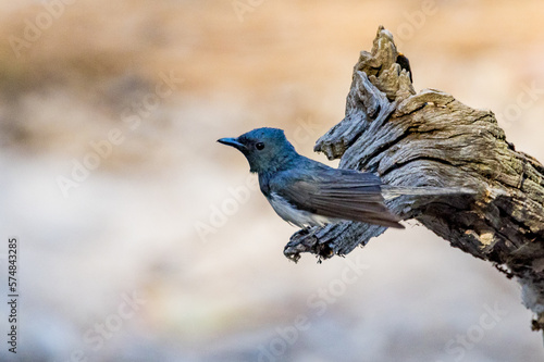 Leaden Flycatcher in Victoria Australia photo