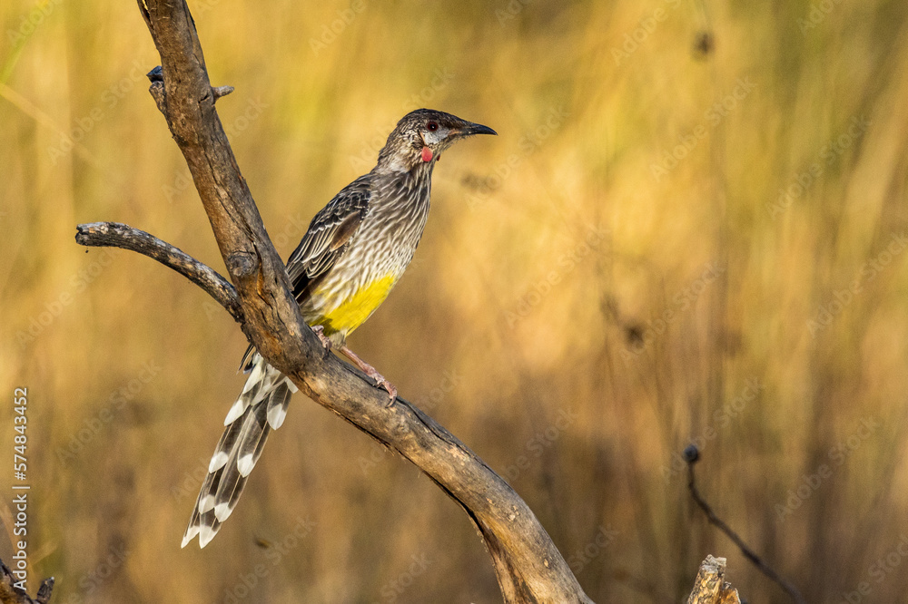 Fototapeta premium Red Wattlebird in Victoria Australia