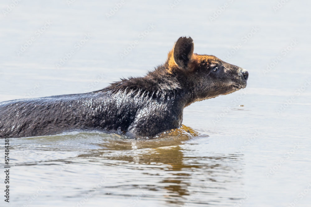 Swimming Swamp Wallaby in Victoria Australia Swimming Swamp Wallaby in Victoria Australia
