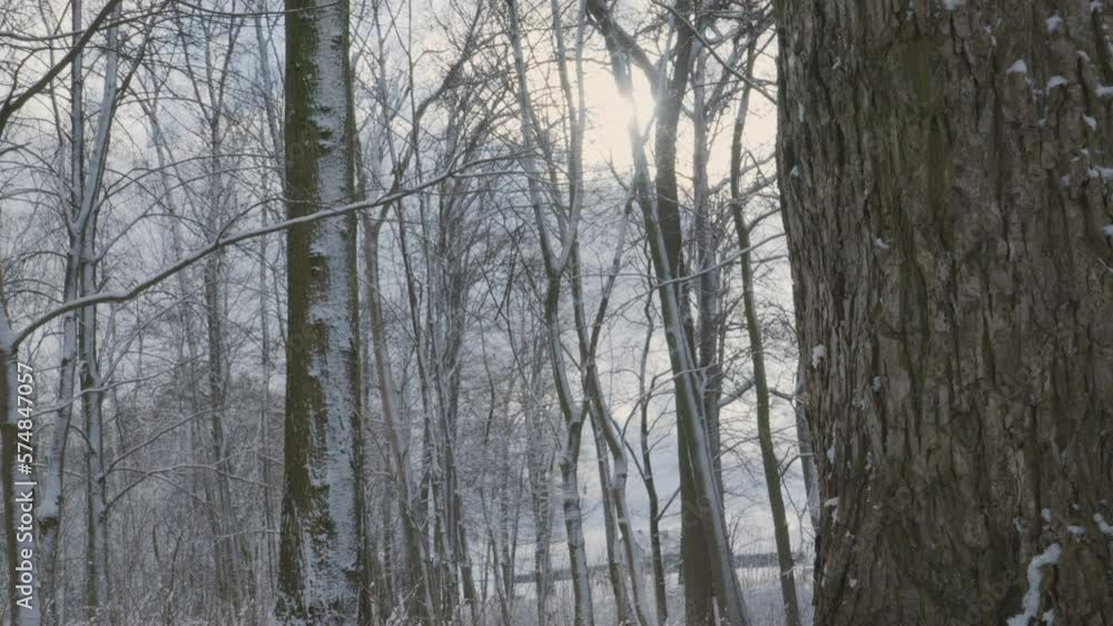 Slow Pan Left Across Tree Trunk To Show Cold Snow Woodland Slow Pan Left Across Tree Trunk To Show Cold Snow Woodland