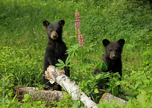 The Surprised Bear Cubs