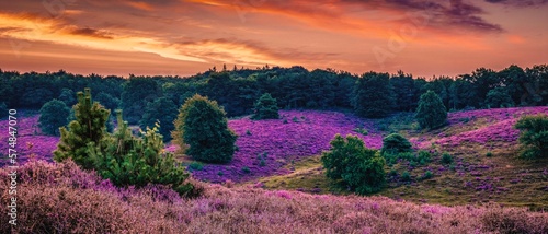 Posbank national park Veluwezoom, blooming Heather fields during Sunrise at the Veluwe in the Netherlands, purple hills of the Posbank Netherlands photo