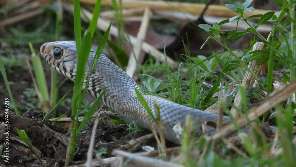 Rat Snake in grass pond area waiting for pry. Rat Snake in grass pond area waiting for pry.