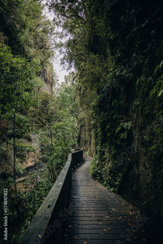 A narrow wooden pathway winds its way through the lush and dense forest, disappearing into the foliage beyond. (ID: 574847832)