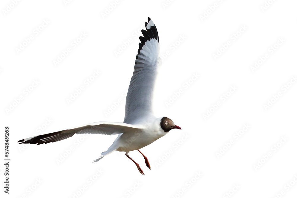 Obraz premium Beautiful seagull flying isolated on transparent background png file 