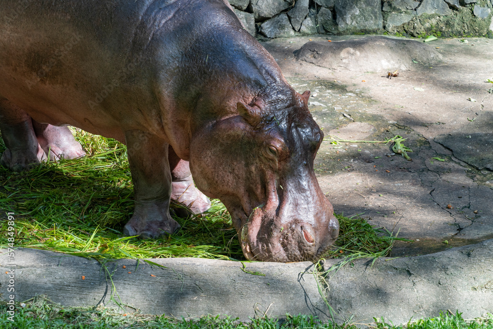 Hippo eating grass in the city zoo.
The common hippopotamus or hippopotamus (Hippopótamus amphíbius) lives in Africa near freshwater reservoirs and reaches a weight of 4 tons. Leads a semi-aquatic li Hippo eating grass in the city zoo.
The common hippopotamus or hippopotamus (Hippopótamus amphíbius) lives in Africa near freshwater reservoirs and reaches a weight of 4 tons. Leads a semi-aquatic li