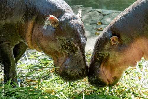 Pygmy hippos in the zoo. The pygmy hippopotamus, the Liberian pygmy hippopotamus (Hexaprotodon liberiensis) lives in central Africa and reaches a height of 83 cm. Height 177 cm. Weight up to 275kg.