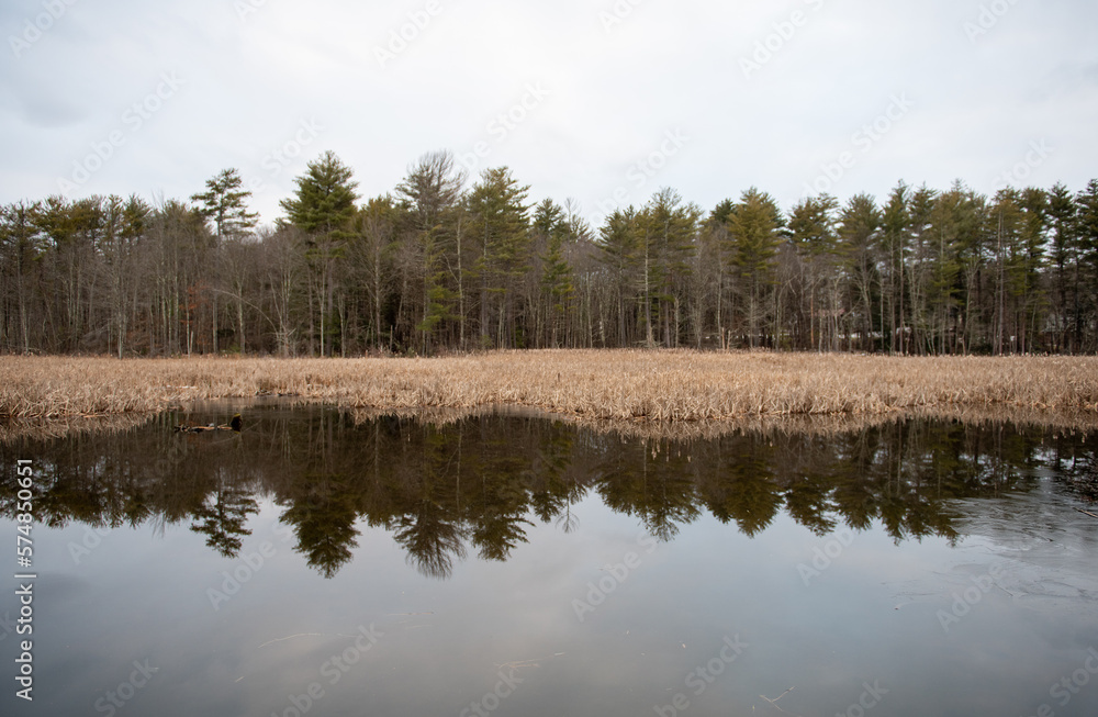 Obraz premium beaver dam in the lake on a cloudy day